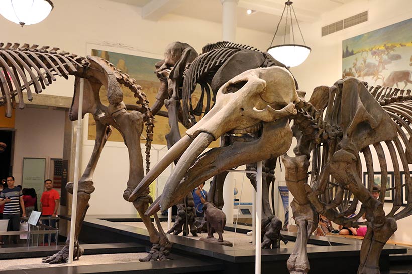 Museu de História Natural em Nova York