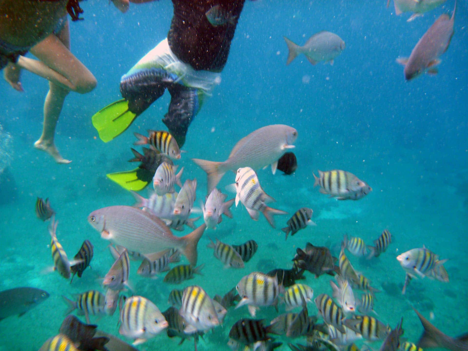 Snorkeling em Cozumel - Boa Viagem