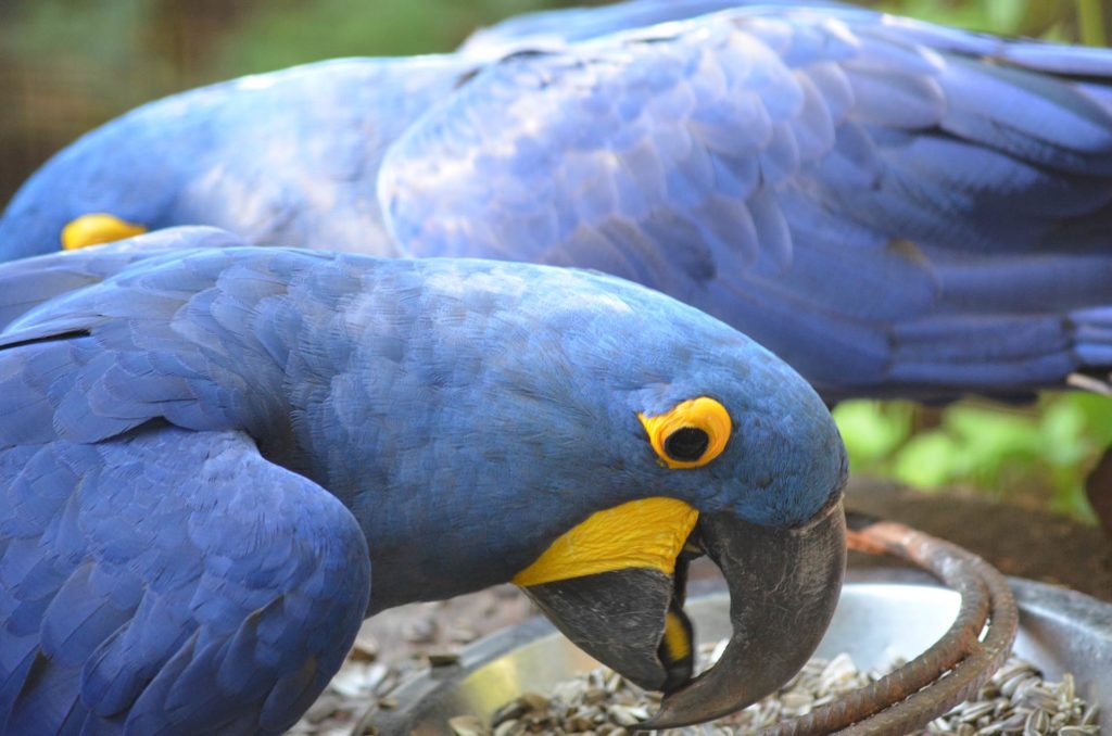Parque das Aves em Foz do Iguaçu