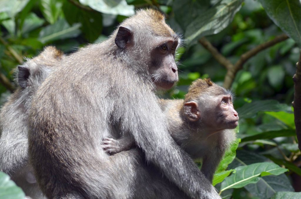 macacos em Ubud