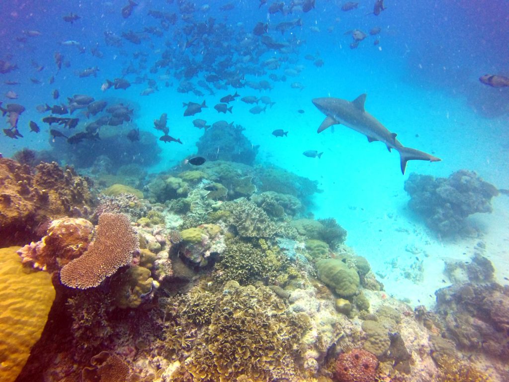 Mergulhos no Palau