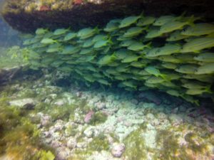 Mergulho em Fernando de Noronha