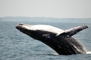 baleias no Panamá