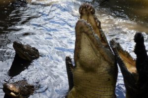 crocodilos em Victoria Falls