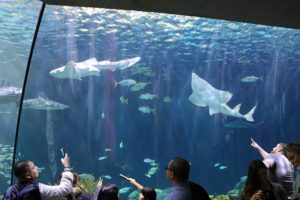 Tubarões no maior aquário de Chicago