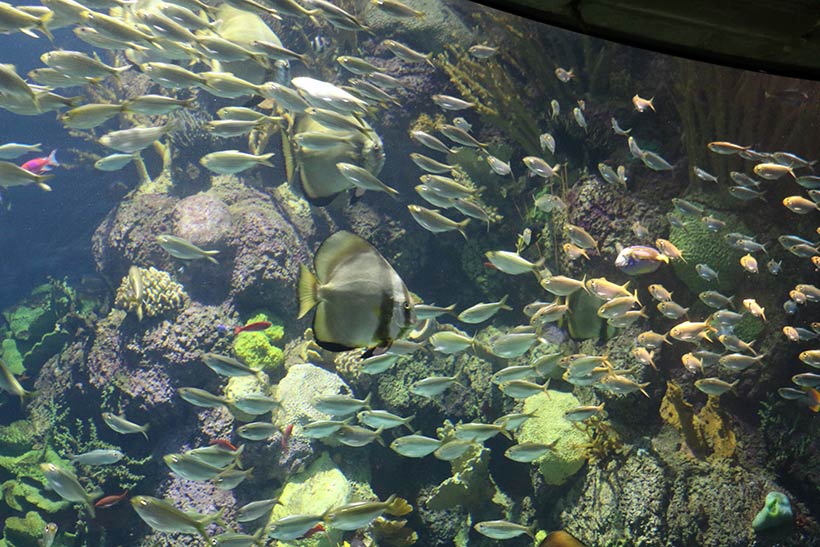 Vida marinha espetacular em um aquário de Chicago