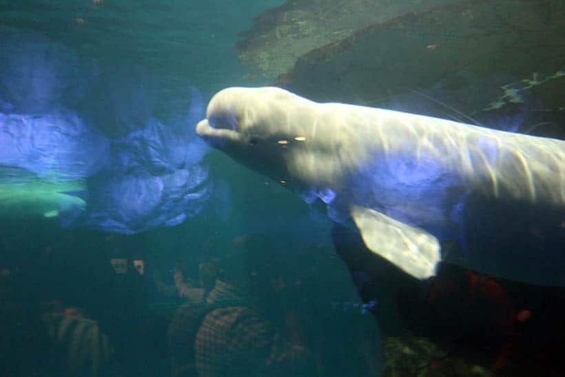 Bebê Beluga, baleia no aquário em Chicago