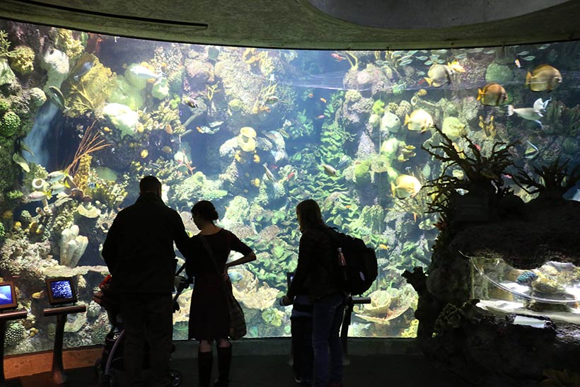 Belo visual do aquário em Chicago