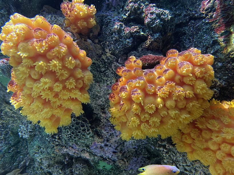 Corais lindos no aquário em Chicago