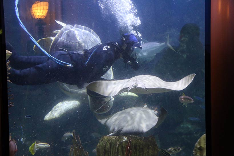 Mergulhador alimentando arraias e tartarugas no aquário em Chicago