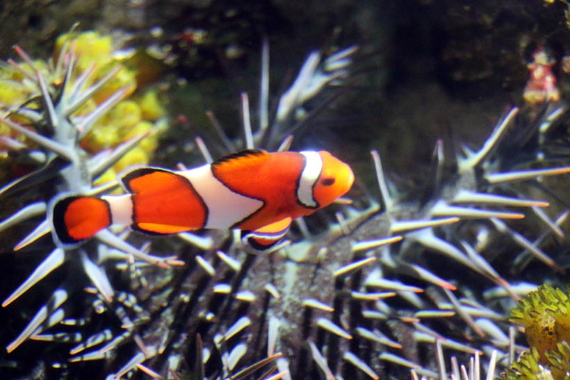 Um belo peixe palhaço no Shedd Aquarium