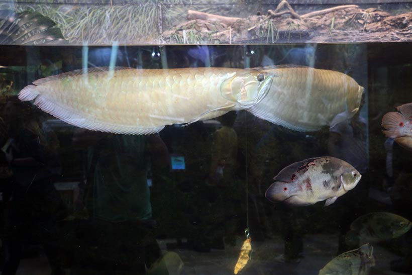 Peixes de Água doce no Shedd Aquarium, aquário em Chicago