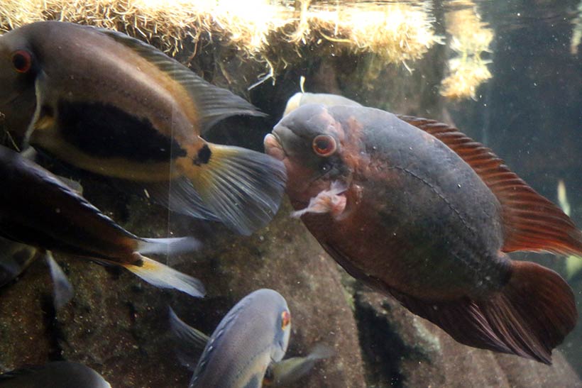 Peixes lindos e exóticos no aquário em Chicago