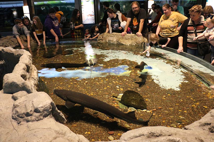 Lugar para as pessoas interagirem e tocarem nos peixes do Shedd Aquarium