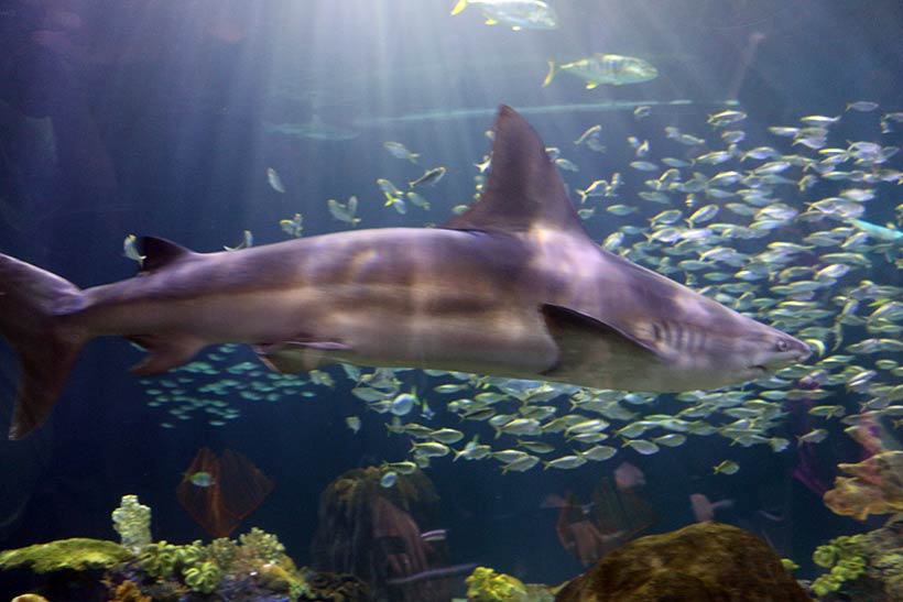 Tubarão gigantesco no aquário de Chicago