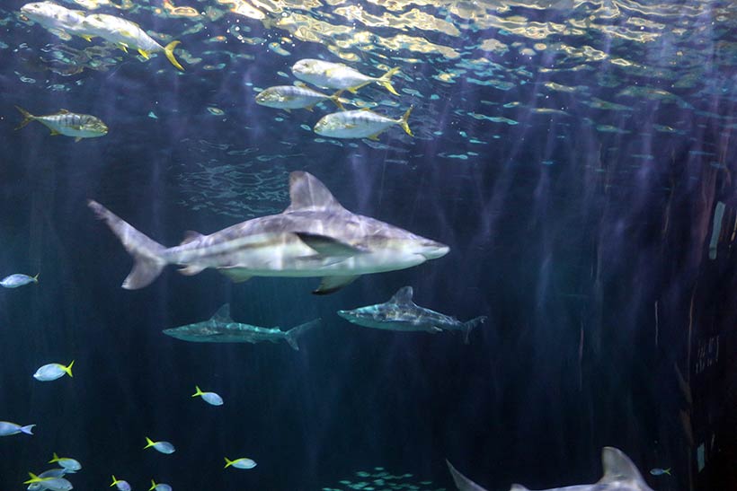 Um dos maiores aquários com tubarões