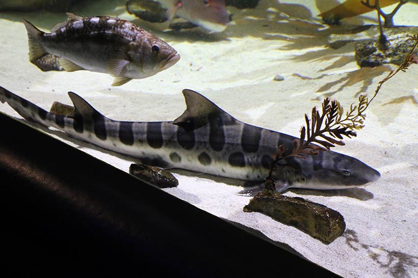 Tubarões exóticos no Shedd Aquarium