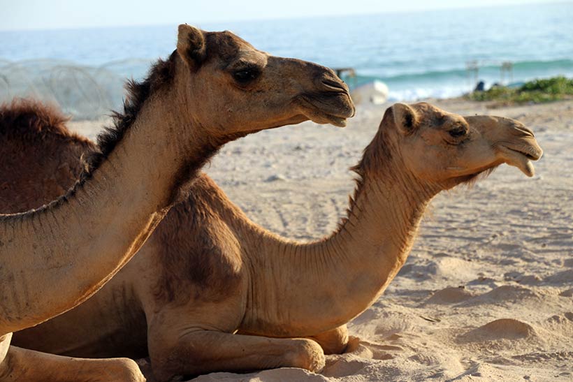 Dromedários na praia de Salalah, no Omã