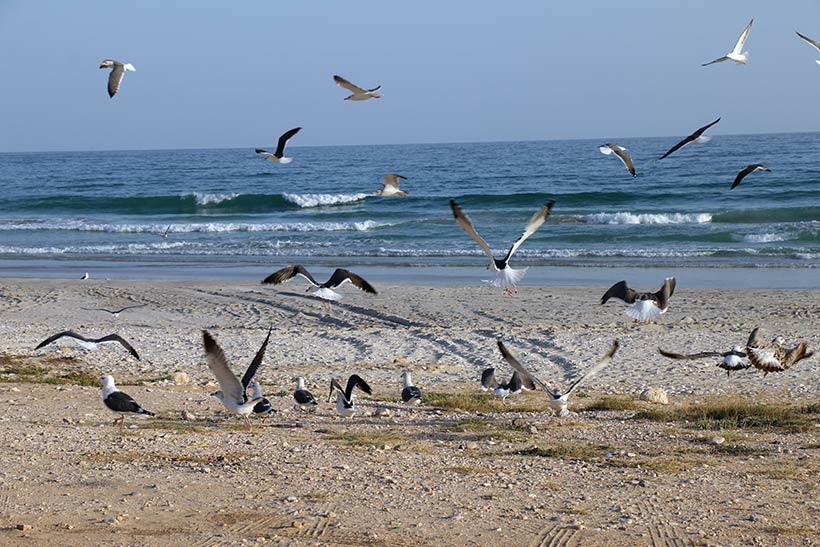 Gaivotas na praia, em Salalah, no Omã