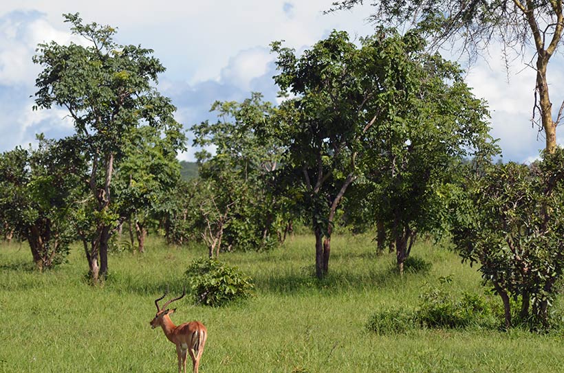 Tanzânia, destino para se surpreender na África