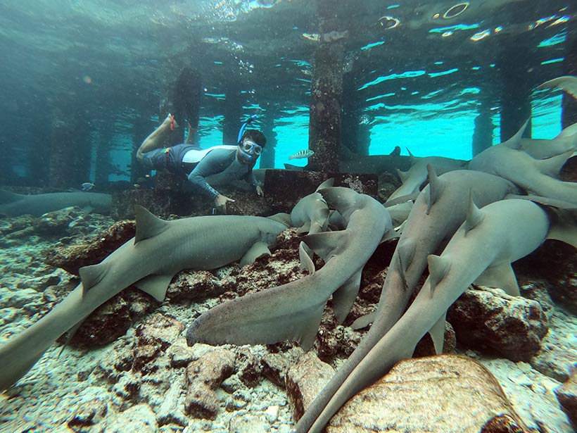 Passeio de lancha para ver tubarões em Maafushi