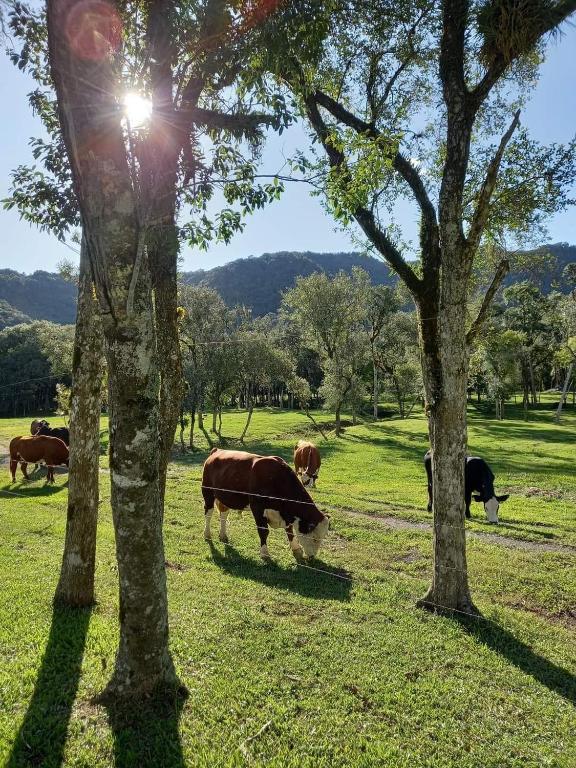 Apartamento Fazenda Esperança 01